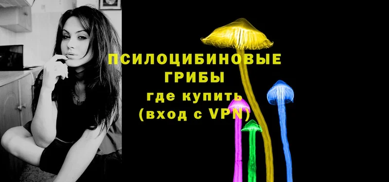 Псилоцибиновые грибы Psilocybe  Новопавловск 